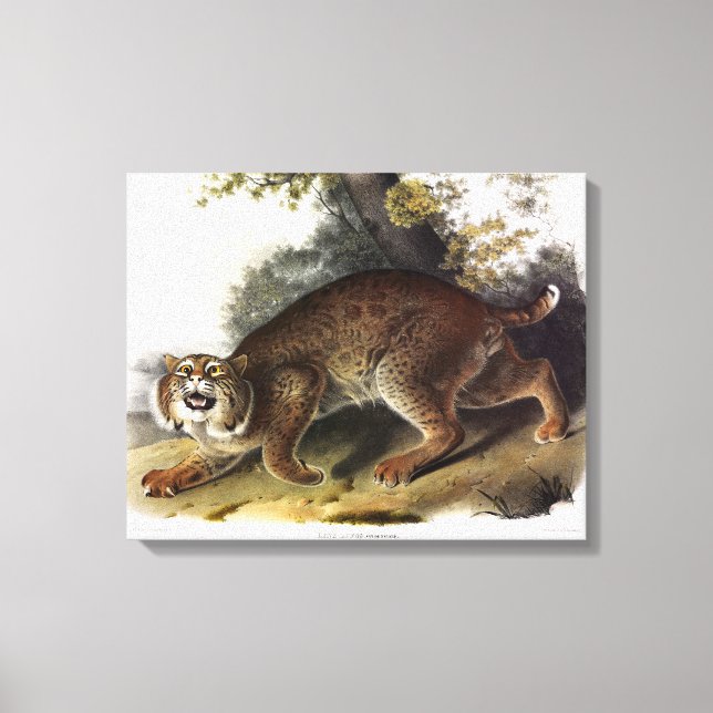 Lienzo Gato salvaje estadounidense común (Bobcat) Audubon (Anverso)