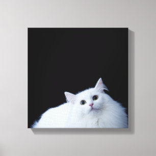 Lienzo Gato siberiano