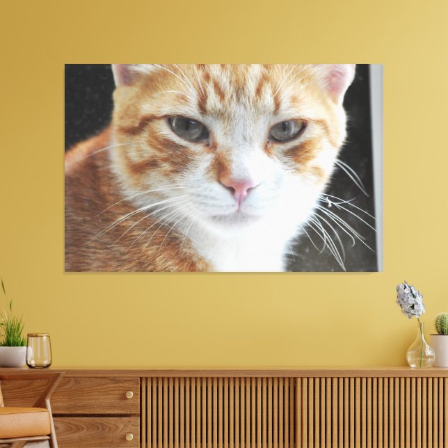 Lienzo Gato sin hogar detrás de la ventana . (Insitu (Sala de estar))