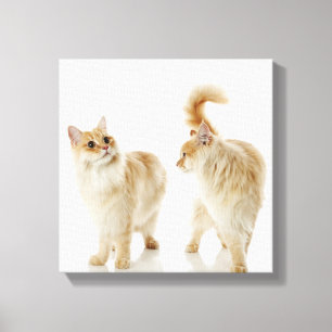 Lienzo Gatos de Munchkin