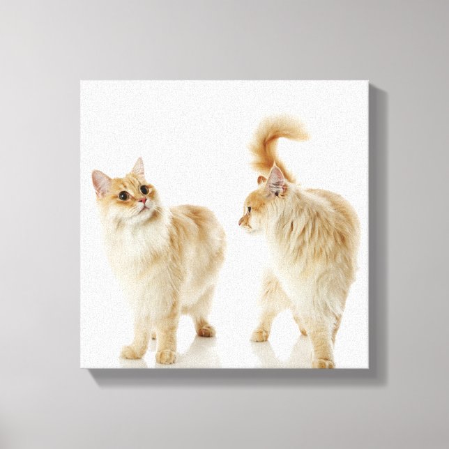 Lienzo Gatos Munchkin (Anverso)