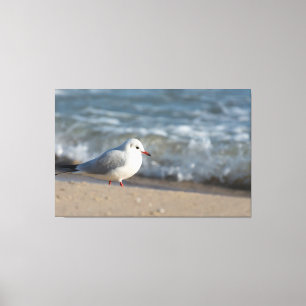 Lienzo Gaviota