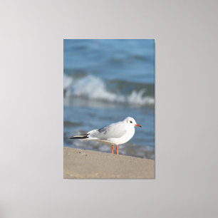 Lienzo Gaviota