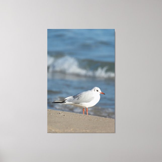 Lienzo Gaviota (Anverso)
