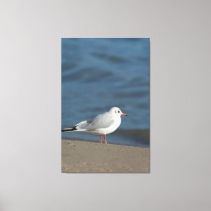 Lienzo Gaviota