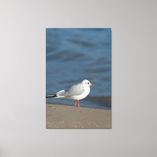 Lienzo Gaviota (Anverso)