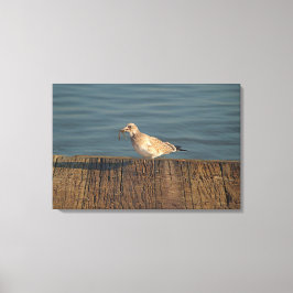 Lienzo Gaviota con una captura de libélula | Foto tropica