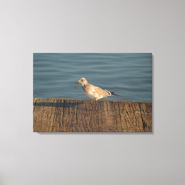 Lienzo Gaviota con una captura de libélula | Foto tropica (Anverso)