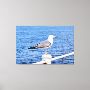 Lienzo Gaviota Constanta Rumania – Fotografía del Mar Neg