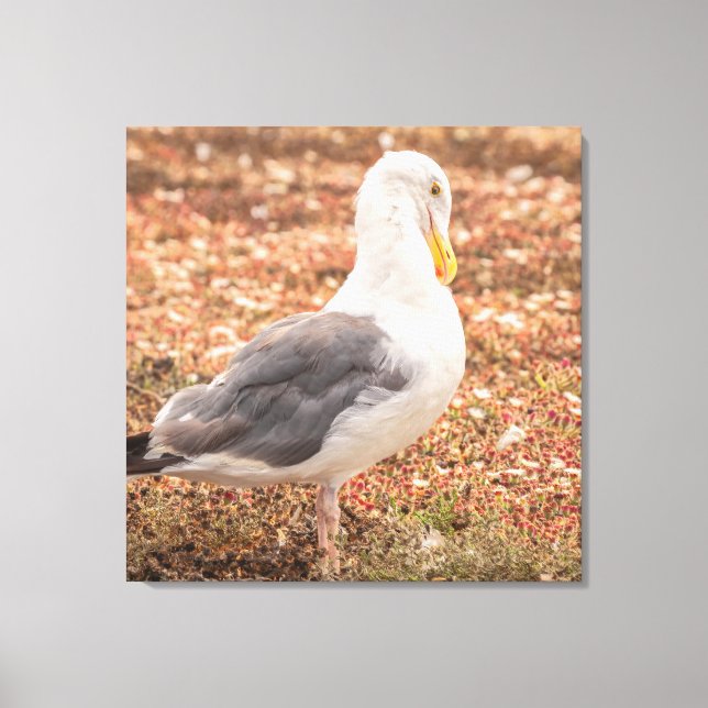 Lienzo Gaviota occidental (Anverso)