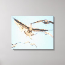 Gaviotas en vuelo foto de naturaleza