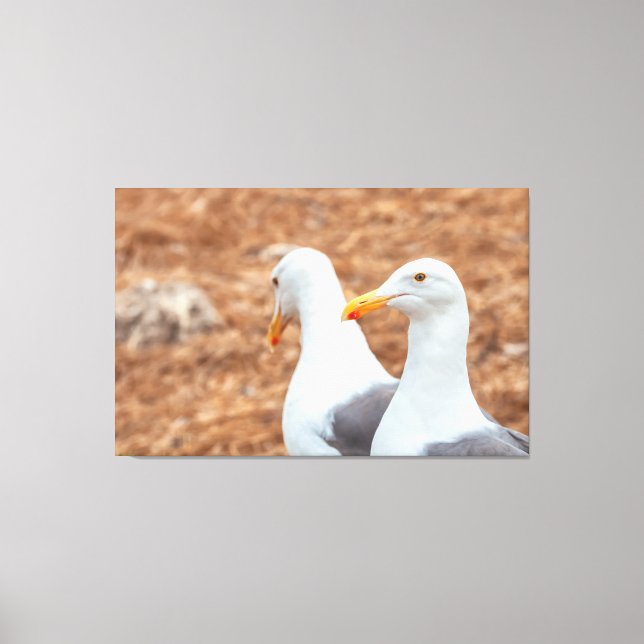 Lienzo Gaviotas occidentales (Anverso)