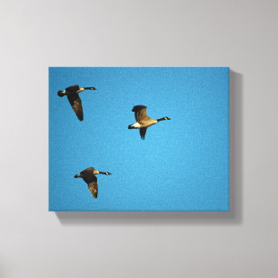 Lienzo Géanos canadienses en vuelo