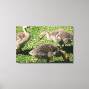 Lienzo Geese en la hierba