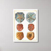 Gemas de los dólares de arena