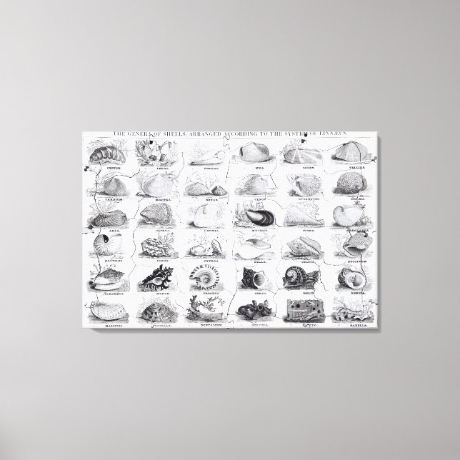 Lienzo Genera of Shells jigsaw, pub. por W. Edwards (Anverso)