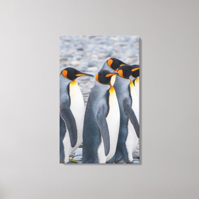 Lienzo Georgia del Sur. Pingüinos rey (Anverso)