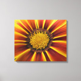 Lienzo Gerber Daisy Up Close and Personal Canvas