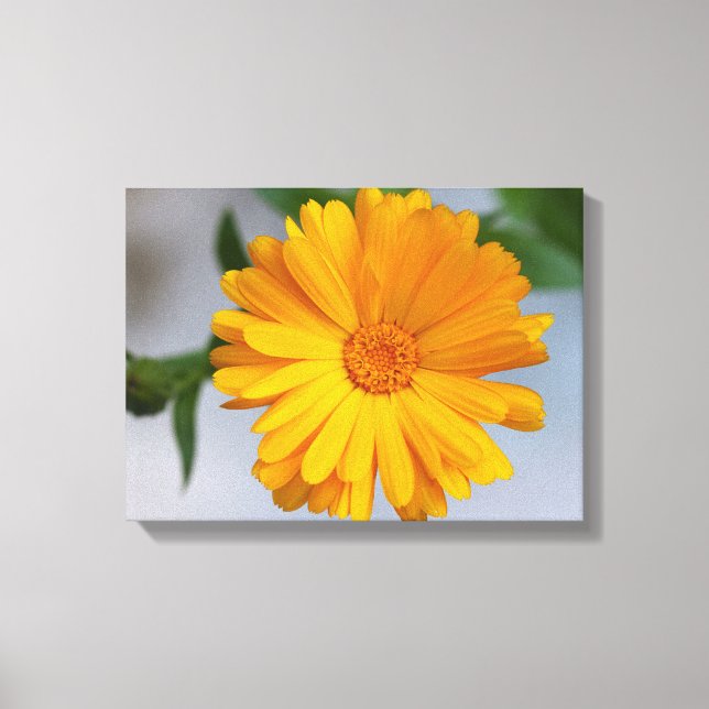 Lienzo Gerbera amarillo Daisy Wildflower (Anverso)