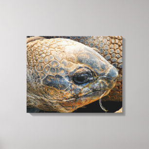 LIENZO GIANT TORTOISE
