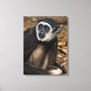 Lienzo Gibón de manos blancas (Hylobates Lar), Monkeyland