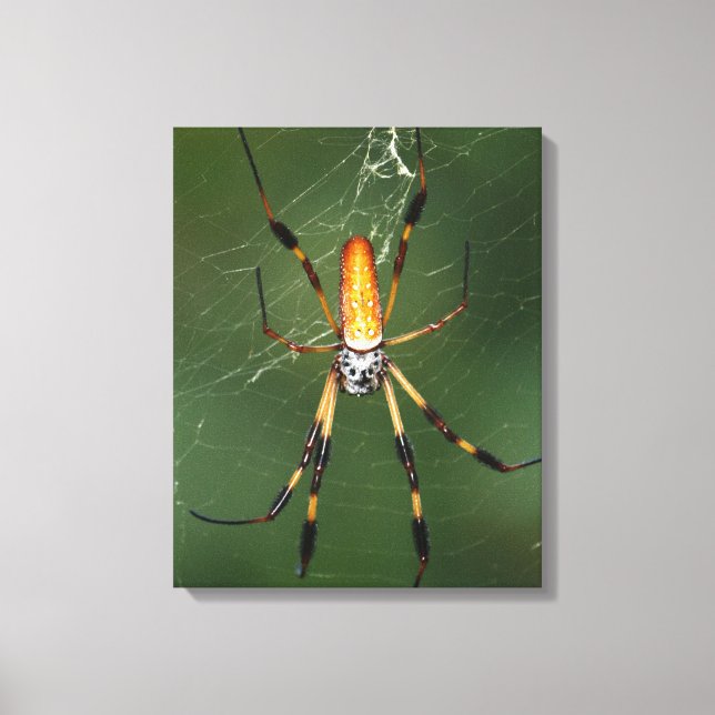 Lienzo gigante araña de plátano (Anverso)