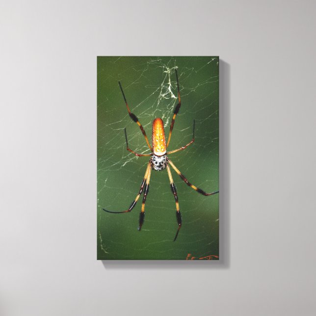 Lienzo gigante araña de plátano (Anverso)