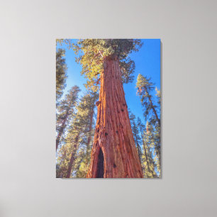Lienzo Gigante árbol de secoya en el bosque