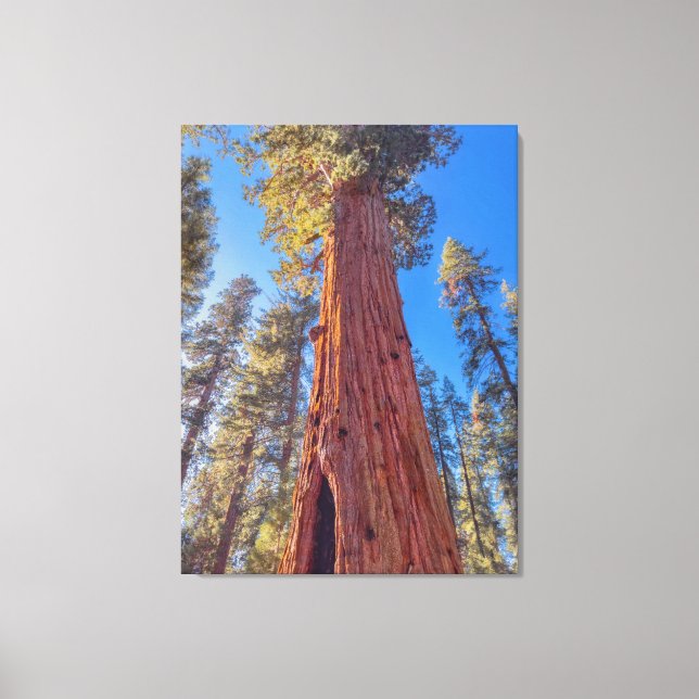 Lienzo Gigante árbol de secoya en el bosque (Anverso)