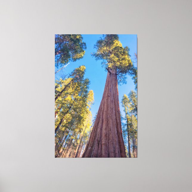 Lienzo Gigante Árbol de Secuoya (Anverso)