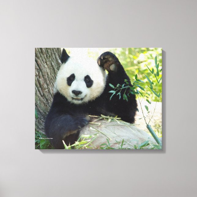 Lienzo Gigante Panda despotricando contra el árbol (Anverso)