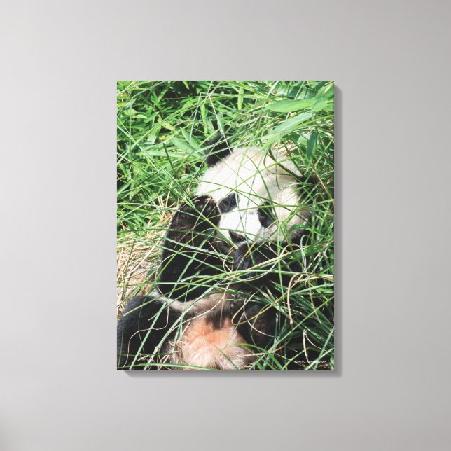 Lienzo Gigante Panda Escondiéndose En La Hierba (Anverso)