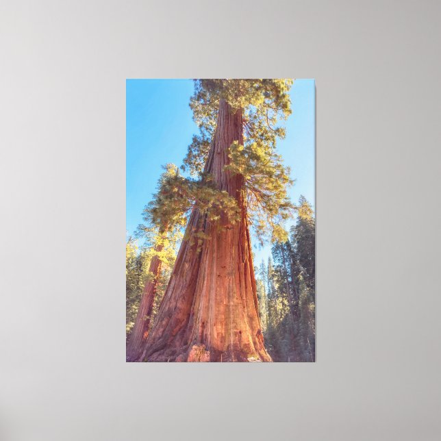 Lienzo Gigante Secuoya Árbol (Anverso)