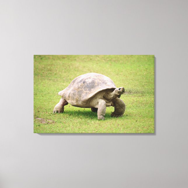 Lienzo Gigante Tortoise camina sobre el césped (Anverso)
