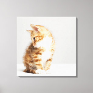 Lienzo Ginger Kitten