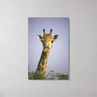 (giraffa camelopardalis), mirando la cámara, en