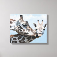 Giraffe besa su ternera