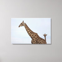 Giraffe (camello Giraffa), Chobe National P