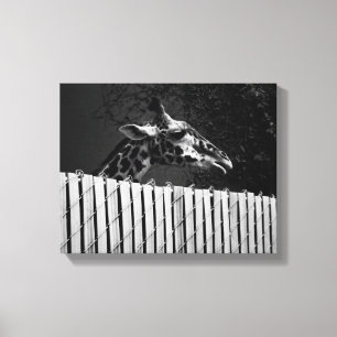 Lienzo Giraffe detrás de Fence Black & White Photography