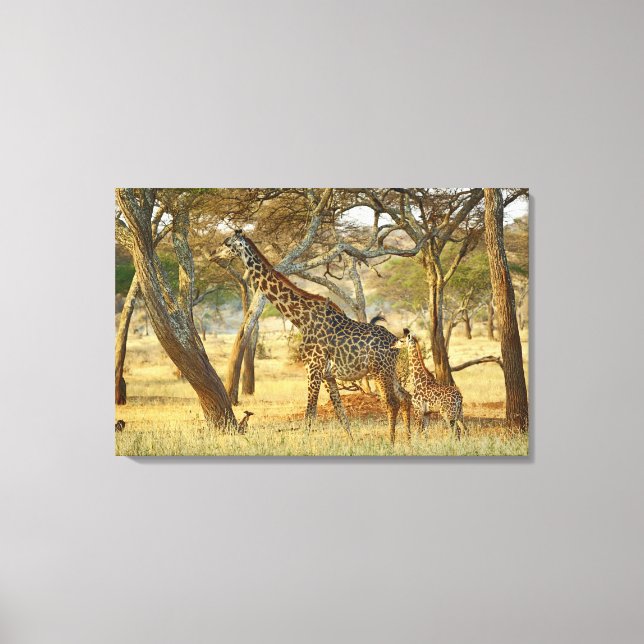 Lienzo Giraffe, Giraffa, joven y mujer adulta (Anverso)