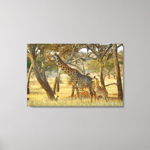 Lienzo Giraffe, Giraffa, joven y mujer adulta