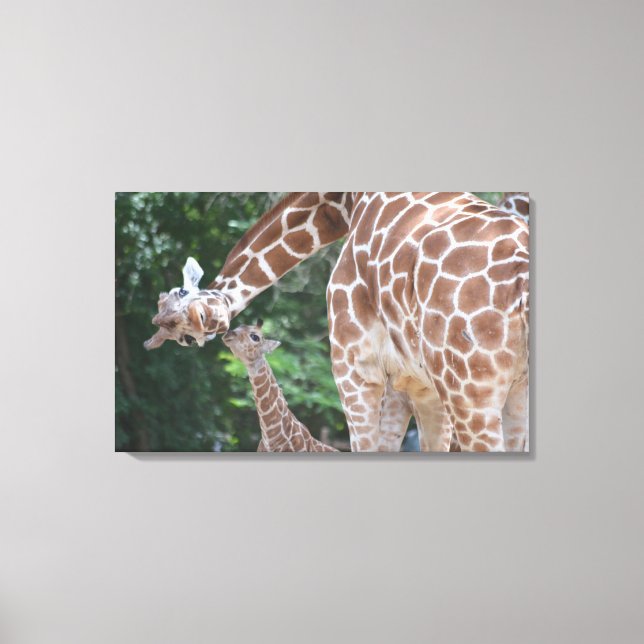 Lienzo Giraffe mamá y bebé Poster (Anverso)