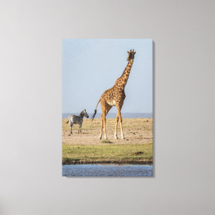 Lienzo Giraffe por un agujero de agua