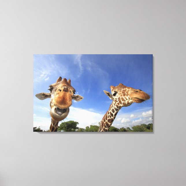Lienzo Giraffe reticulada (camelopardalis de Giraffa) (Anverso)