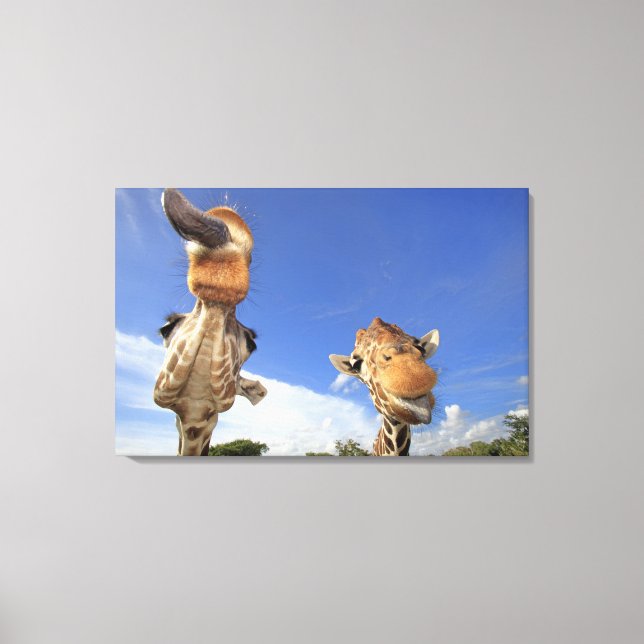 Lienzo Giraffe reticulada (camelopardalis de Giraffa 2 (Anverso)