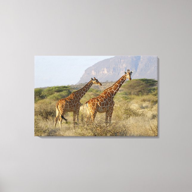 Lienzo Giraffe somalí, jirafa reticulada, giraffa (Anverso)