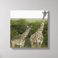 Giraffes en Kenia, África