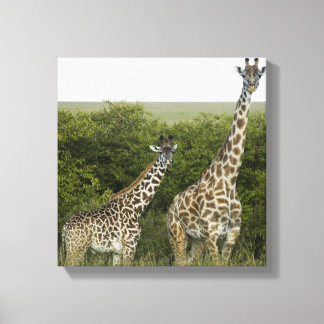 Lienzo Giraffes en Kenia, África