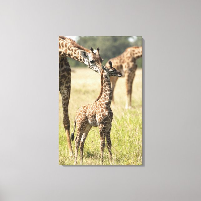 Lienzo Giraffias masai, camelopardalis Giraffa 2 (Anverso)