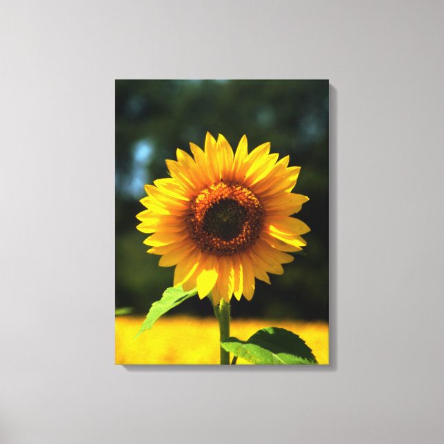 Lienzo Girasol